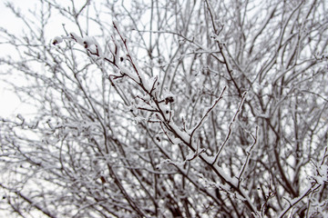 Fototapeta na wymiar branches of bushes covered with fresh snow, selective focus