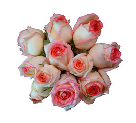 pink roses isolated on white background