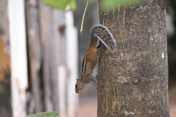 Squirrel on the Tree