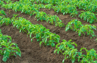 Agriculture in the constanza valley in the dominican republic