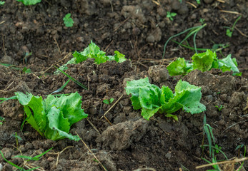 farm with iceberg lettuce plantation