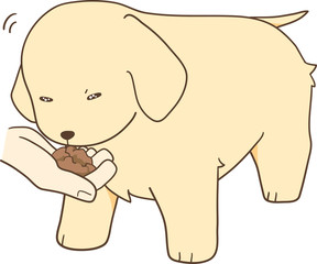 ゴールデンレトリバーの子犬（手から餌を食べる）