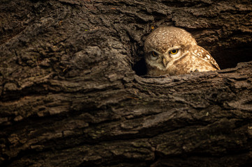 eye contact with spotted owlet or Athene brama perched on a textured dead tree trunk in his nest at keoladeo national park or bharatpur bird sanctuary, rajasthan, india