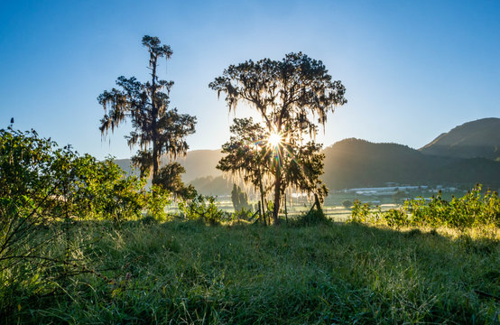 A tree covering the dawn in the Constanza valley