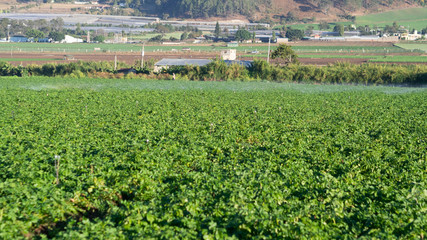 Agriculture in the constanza valley in the dominican republic