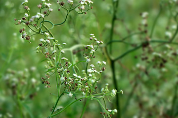 Fresh Spring Flower - Stock Image
