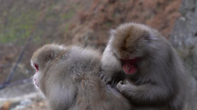 The beautiful, furry Macaque snow monkeys of Nagano, Japan - Close up
