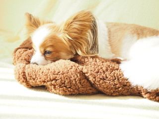 無防備な犬の寝顔 犬種パピヨン Animal Poster Anim Yumeyume