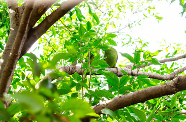 Green parrots camouflage on a tree