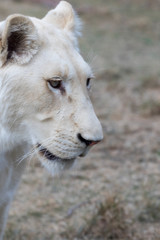 Portrait of the white lion