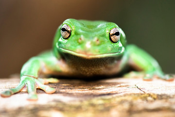 The Australian green tree frog, also known as simply green tree frog in Australia, White's tree frog, or dumpy tree frog, is a species of tree frog native to Australia and New Guinea.