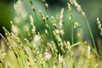Fresh wild green grass field on blurred bokeh background closeup, ears on meadow soft focus macro, beautiful sunny summer day lawn, spring season nature landscape, natural delicate green grass texture