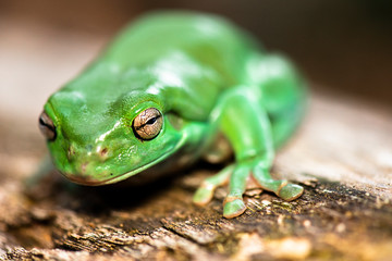 The Australian green tree frog, also known as simply green tree frog in Australia, White's tree frog, or dumpy tree frog, is a species of tree frog native to Australia and New Guinea.