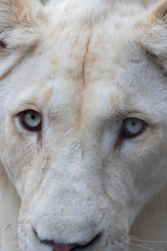 Portrait of the white lion (rare color mutation), looking straight at the camera