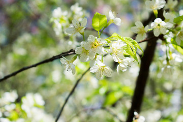 Frame from cherry blossom in full bloom with sun lights. Spring background. Copy space. Soft focus