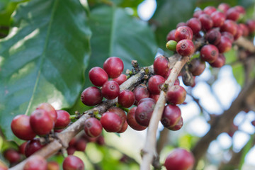 Arabicas Coffee Tree on Coffee tree at Doi Chaang in Thailand, Coffee bean Single origin words class specialty.vintage nature background,