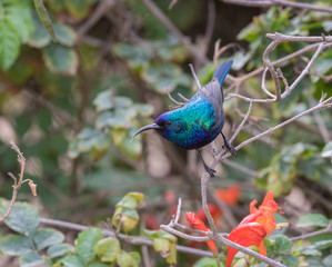 The Palestine sunbird (Cinnyris osea), male, feeding on flowers at the park,  Beer Sheva, Israel
