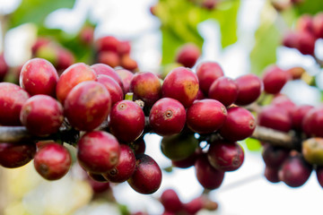 Coffee beans ripening, fresh coffee,red berry branch, industry agriculture on tree in North of thailand