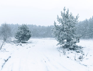 Narrow path between fir trees. Heavy snow fall