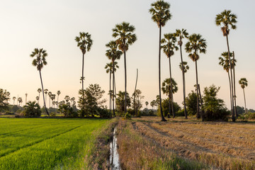 Rice fields with palm sugar palm trees and sun light at Pathum Thani, Thailand