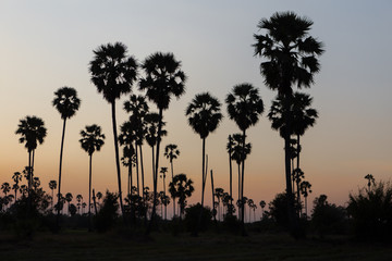 Obraz premium Rice fields with palm sugar palm trees and sun light at Pathum Thani, Thailand