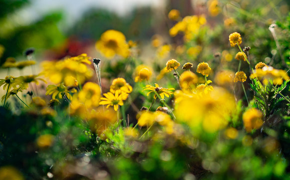 Yellow wild flowers 