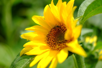 Sunflower field, summer landscape. Sunflower oil, agricultural