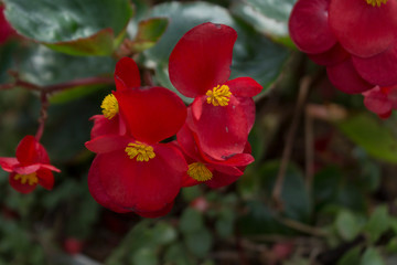 Wax begonia or Christmas begonia flower, selective focus