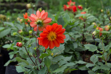 Orange Dahlia pinnata or Garden Dahlia, selective focus