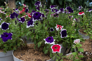 Petunia flowers; Frost Fire and Picota Blue