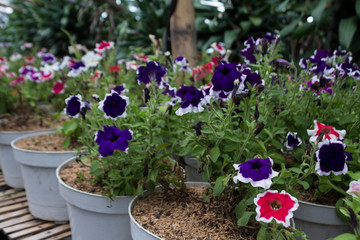 Fototapeta na wymiar Petunia flowers; Frost Fire and Picota Blue