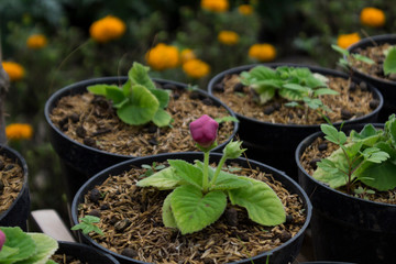 Sinningia speciosa or gloxinia bud.