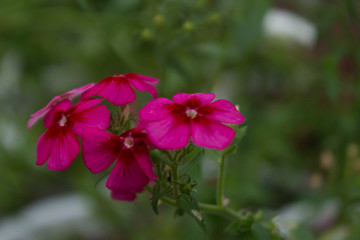 Fototapeta premium Phlox drummondii or garden phlox flowers. Selective focus.