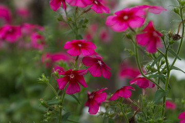Phlox drummondii or garden phlox flowers. Selective focus.