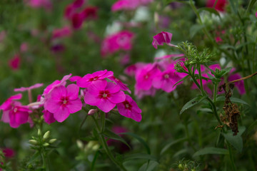 Phlox drummondii or garden phlox flowers.