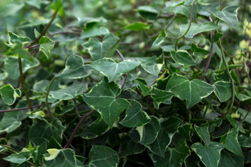 Hedera helix, the common ivy, English ivy, European ivy, or ivy. Selective focus.
