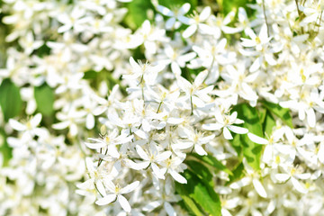 Clematis. The white flowers of clematis vines and the garden. Horizontal photo