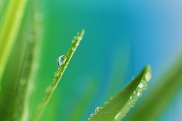 Fototapeta premium grass stalks close-up in drops of grass on a blurred blue background.Grass in the dew. Lawn in raindrops. Natural freshness. grass texture 