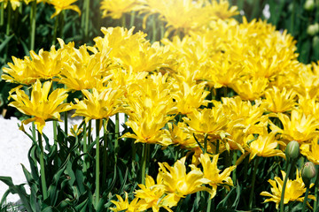 Field of yellow tulips with selective focus. Spring, floral background. Garden with flowers. Natural blooming.	