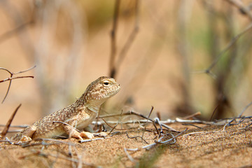 Toad-headed Agama (Phrynocephalus mystaceus) on a sand dune in Altyn Emel National Park. Kazakhstan.  