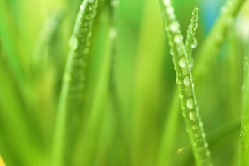 Fototapeta na wymiar grass stalks close-up in drops of grass on a blurred green yellow background.Grass in the dew.Lawn closeup in raindrops. Natural freshness. grass texture 