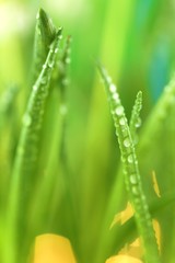 Fototapeta na wymiar grass stalks close-up in drops of grass on a blurred green yellow background. Lawn closeup in raindrops. Natural freshness. grass texture 