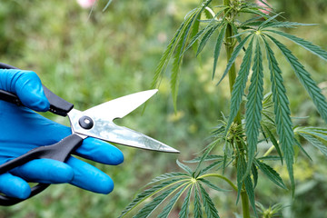 scissors cutting leaves of cannabis with gloved hands