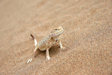 Toad-headed Agama (Phrynocephalus mystaceus) on a sand dune in Altyn Emel National Park. Kazakhstan.  