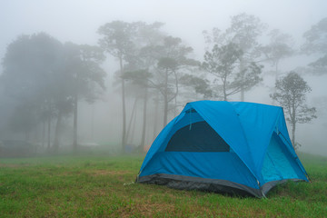 tent camping in mist and fog at pine tree forest. travel, vacation nature concept