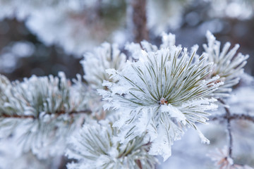 Closeup on a fir tree branch with ice frozen on leaves and needles during the winter season before Christmas. Cards and backgrounds with snow.