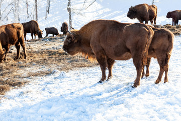 A large brown bison or wall street bull stands with its mouth open in the snow near the hay. An endangered species of animals listed in the Red Book.