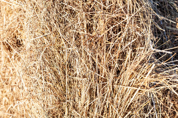 Close-up on stalks of dry hay piled in stacks for feeding farm animals in the winter time when they cannot graze in meadows and eat grass.