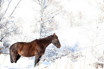 A lone black horse stands in the mountains in the snow in winter with his eyes closed and sleeps among the trees.