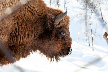 Bison bull head with brown fur and horns on a white isolated background. An endangered species of animals listed in the Red Book.